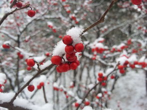 雪意盎然，探寻小雪节气里的民俗风情